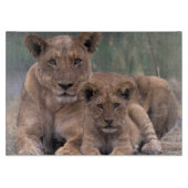 Afrika, Botswana, Okavango Delta. Leeuwen Snijplank (Voorkant)