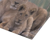 Afrika, Botswana, Okavango Delta. Leeuwen Snijplank (Hoek)