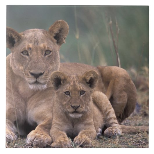 Afrika, Botswana, Okavango Delta. Leeuwen Tegeltje (Voorkant)