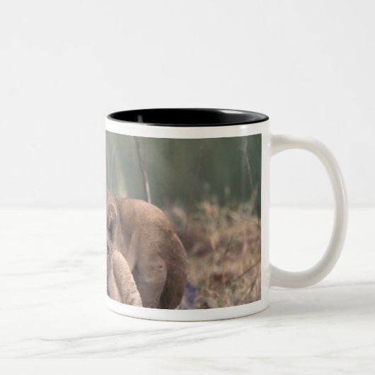 Afrika, Botswana, Okavango Delta. Leeuwen Tweekleurige Koffiemok (Rechts)