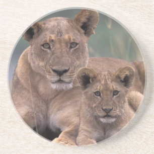 Afrika, Botswana, Okavango Delta. Leeuwen Zandsteen Onderzetter