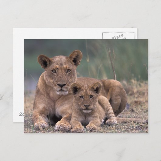 Afrika, Botswana, Okavango Delta. Lion Briefkaart (Voorkant / Achterkant)