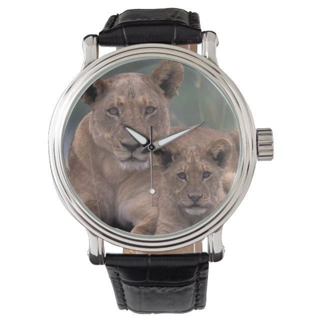 Afrika, Botswana, Okavango Delta. Lion Horloge (Voorkant)