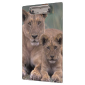 Afrika, Botswana, Okavango Delta. Lion Klembord (Links)