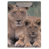 Afrika, Botswana, Okavango Delta. Lion Klembord (Voorkant)