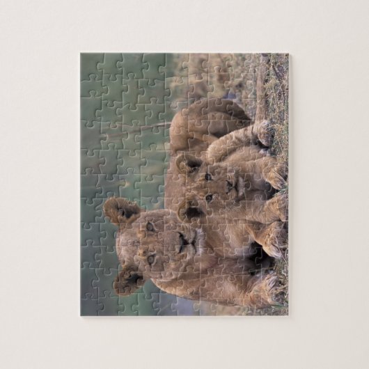 Afrika, Botswana, Okavango Delta. Lion Legpuzzel (Verticaal)