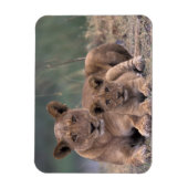 Afrika, Botswana, Okavango Delta. Lion Magneet (Verticaal)