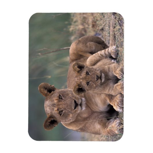 Afrika, Botswana, Okavango Delta. Lion Magneet (Verticaal)