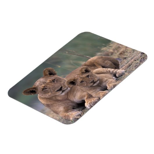 Afrika, Botswana, Okavango Delta. Lion Magneet (Linkerzijde)