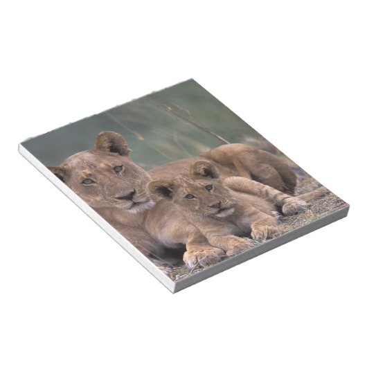 Afrika, Botswana, Okavango Delta. Lion Notitieblok (Schuin)