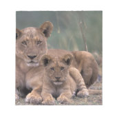 Afrika, Botswana, Okavango Delta. Lion Notitieblok (Voorkant)