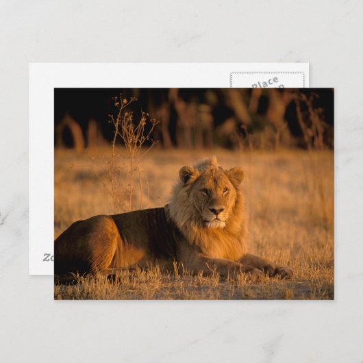 Afrika, Botswana, Okavango Delta. Lion (Panthera) Briefkaart (Voorkant / Achterkant)