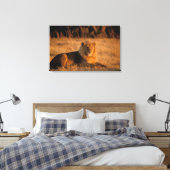 Afrika, Botswana, Okavango Delta. Lion (Panthera) Canvas Afdruk (Insitu (Slaapkamer))
