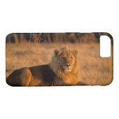 Afrika, Botswana, Okavango Delta. Lion (Panthera) Case-Mate iPhone Case (Achterkant (Horizontaal))