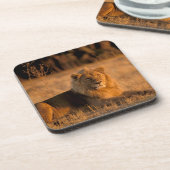 Afrika, Botswana, Okavango Delta. Lion (Panthera) Drankjes Onderzetter (Linkerzijde)