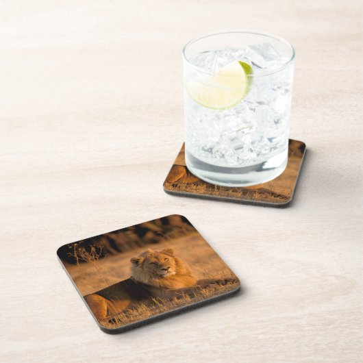 Afrika, Botswana, Okavango Delta. Lion (Panthera) Drankjes Onderzetter (Rechterzijde)