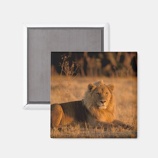 Afrika, Botswana, Okavango Delta. Lion (Panthera) Magneet (Voorkant / Achterkant)