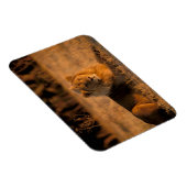 Afrika, Botswana, Okavango Delta. Lion (Panthera) Magneet (Rechterzijde)