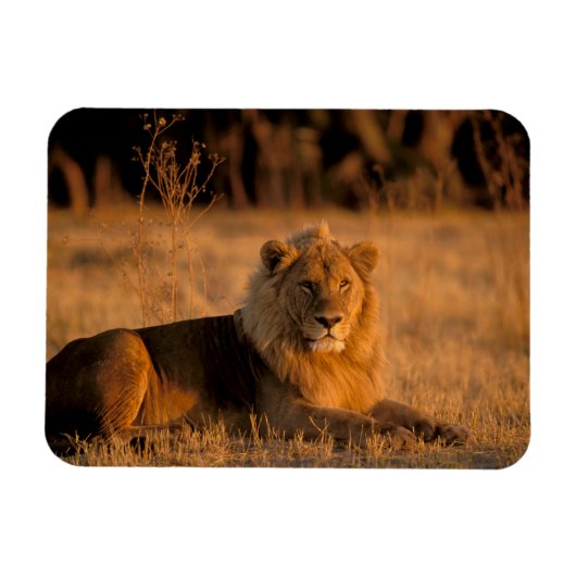 Afrika, Botswana, Okavango Delta. Lion (Panthera) Magneet (Horizontaal)
