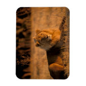 Afrika, Botswana, Okavango Delta. Lion (Panthera) Magneet (Verticaal)