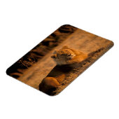 Afrika, Botswana, Okavango Delta. Lion (Panthera) Magneet (Linkerzijde)