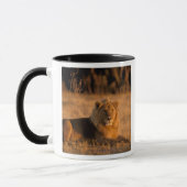 Afrika, Botswana, Okavango Delta. Lion (Panthera) Mok (Links)