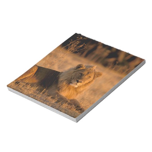 Afrika, Botswana, Okavango Delta. Lion (Panthera) Notitieblok (Linkerzijde)