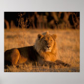 Afrika, Botswana, Okavango Delta. Lion (Panthera) Poster (Voorkant)