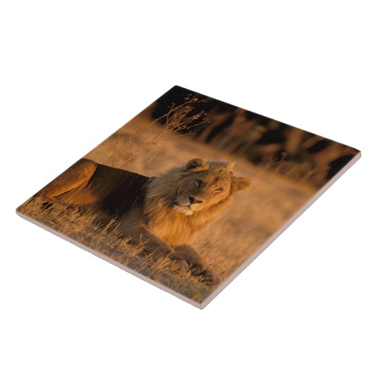 Afrika, Botswana, Okavango Delta. Lion (Panthera) Tegeltje (Zijkant)