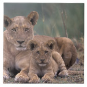 Afrika, Botswana, Okavango Delta. Lion Tegeltje (Voorkant)