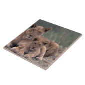 Afrika, Botswana, Okavango Delta. Lion Tegeltje (Zijkant)