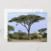 Afrika, Botswana, Okavango Delta. Zuidelijk Briefkaart (Voorkant / Achterkant)