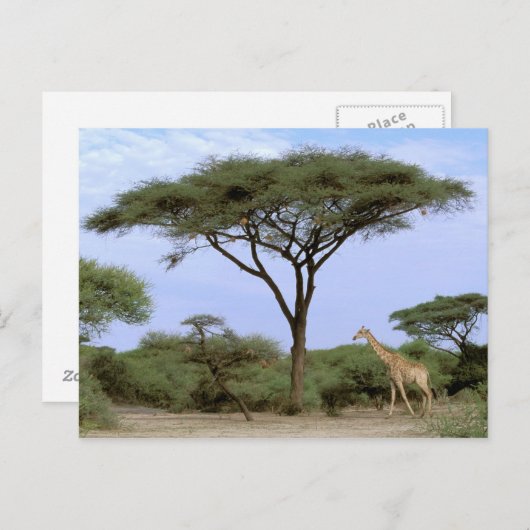 Afrika, Botswana, Okavango Delta. Zuidelijk Briefkaart (Voorkant / Achterkant)