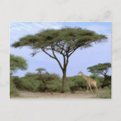 Afrika, Botswana, Okavango Delta. Zuidelijk Briefkaart (Voorkant)