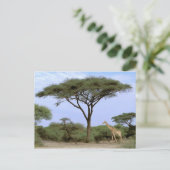 Afrika, Botswana, Okavango Delta. Zuidelijk Briefkaart (Staand voorkant)