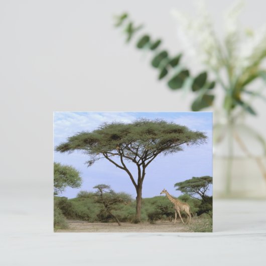 Afrika, Botswana, Okavango Delta. Zuidelijk Briefkaart (Staand voorkant)