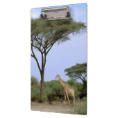 Afrika, Botswana, Okavango Delta. Zuidelijk Klembord (Links)