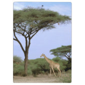 Afrika, Botswana, Okavango Delta. Zuidelijk Klembord (Achterkant)