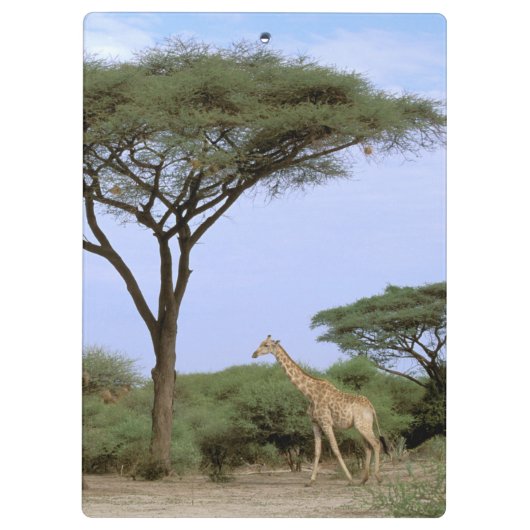 Afrika, Botswana, Okavango Delta. Zuidelijk Klembord (Achterkant)