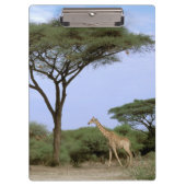 Afrika, Botswana, Okavango Delta. Zuidelijk Klembord (Voorkant)