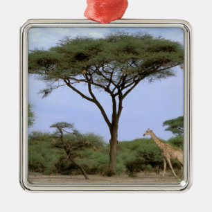 Afrika, Botswana, Okavango Delta. Zuidelijk Metalen Ornament