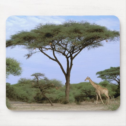 Afrika, Botswana, Okavango Delta. Zuidelijk Muismat (Voorkant)