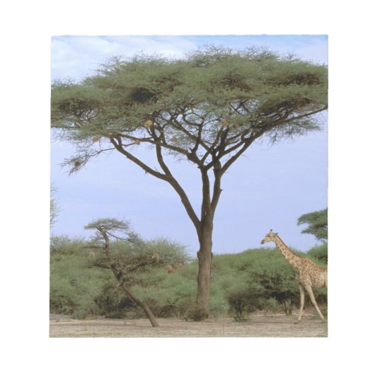 Afrika, Botswana, Okavango Delta. Zuidelijk Notitieblok (Voorkant)