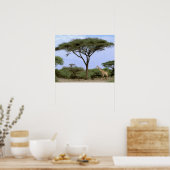 Afrika, Botswana, Okavango Delta. Zuidelijk Poster (Keuken)