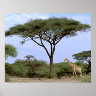 Afrika, Botswana, Okavango Delta. Zuidelijk Poster