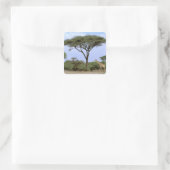 Afrika, Botswana, Okavango Delta. Zuidelijk Vierkante Sticker (Tas)
