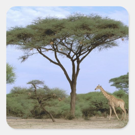 Afrika, Botswana, Okavango Delta. Zuidelijk Vierkante Sticker (Voorkant)