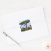 Afrika, Botswana, Okavango Delta. Zuidelijk Vierkante Sticker (Envelop)