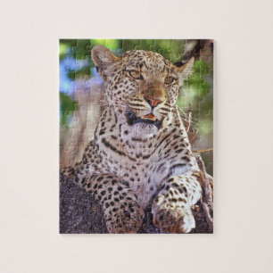 Afrika, Botswana, Okvango Delta, wilde luipaard. 2 Legpuzzel