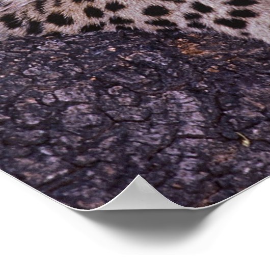 Afrika, Botswana, Okvango Delta, wilde luipaard. 2 Poster (Hoek)